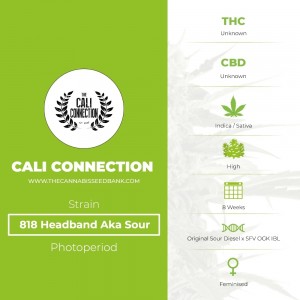 818 Headband Aka Sour OG (Cali Connection) - The Cannabis Seedbank