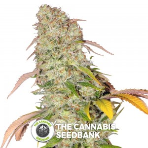 Akorn (T.H. Seeds) - The Cannabis Seedbank