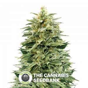 Amnesia Auto (Advanced Seeds) - The Cannabis Seedbank