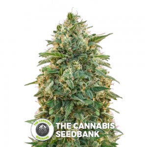 Amnesia (Advanced Seeds) - The Cannabis Seedbank