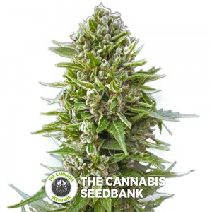 Auto Northern Lights (00 Seeds) - The Cannabis Seedbank