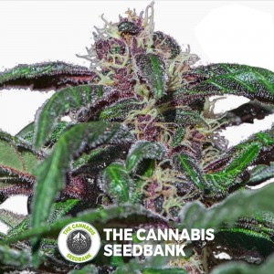 Ayahuasca Purple Feminised Barney's Farm Seeds