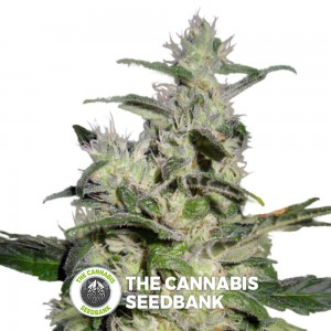 Azure Haze Regular (DJ Short) - The Cannabis Seedbank