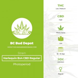 Harlequin Bx4 CBD Regular (BC Bud Depot) - The Cannabis Seedbank
