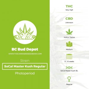 SoCal Master Kush Regular (BC Bud Depot) - The Cannabis Seedbank