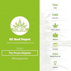 The Purps Regular (BC Bud Depot) - The Cannabis Seedbank