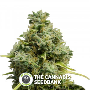 Big Bomb - Feminised Cannabis Seeds - Bomb Seeds