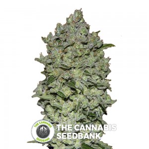 Biodiesel Mass Auto (Advanced Seeds) - The Cannabis Seedbank