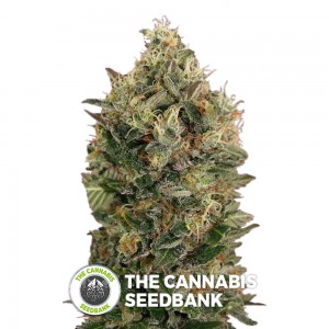 Black Diesel Auto (Advanced Seeds) - The Cannabis Seedbank