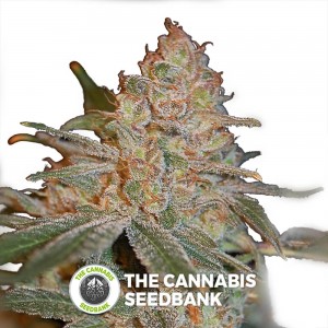 Black Diesel (Advanced Seeds) - The Cannabis Seedbank