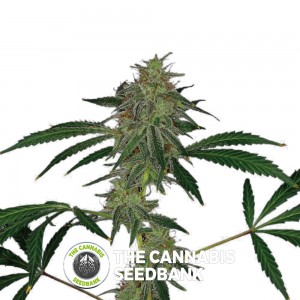 Blue Mammoth Auto Feminised Barney's Farm Seeds