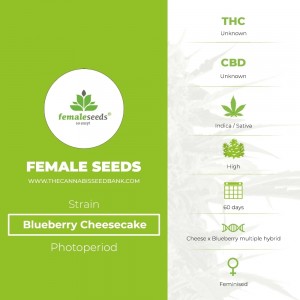 Blueberry Cheesecake (Female Seeds) - The Cannabis Seedbank