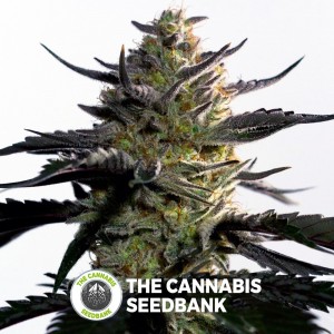 Blueberry OG Feminised Barney's Farm Seeds