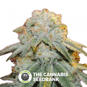 Bubble Bomb - Feminised Cannabis Seeds - Bomb Seeds