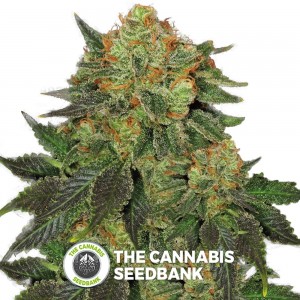 Bubble Gum (T.H. Seeds) - The Cannabis Seedbank