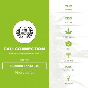 Buddha Tahoe OG (Cali Connection) - The Cannabis Seedbank