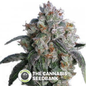 Burmese Kush (T.H. Seeds) - The Cannabis Seedbank