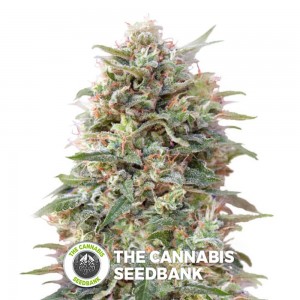 California Kush (00 Seeds) - The Cannabis Seedbank