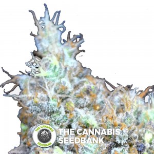 Big Bud Super Skunk CBD (CBD Botanic) - The Cannabis Seedbank