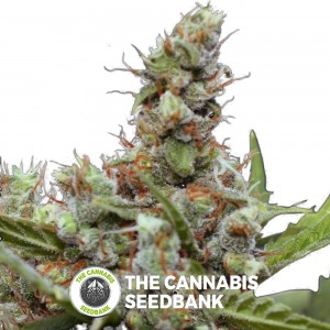 CBD Blue Shark Feminised Barney's Farm Seeds