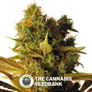 Hammer Shark CBD (CBD Botanic) - The Cannabis Seedbank