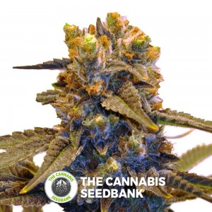 New York Diesel CBD (CBD Botanic) - The Cannabis Seedbank