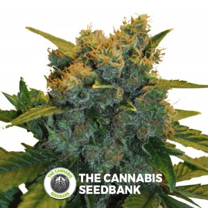Sensi Star CBD (CBD Botanic) - The Cannabis Seedbank