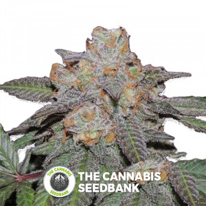 Cherry Bomb - Autoflowering Cannabis Seeds - Bomb Seeds