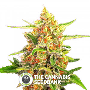 Cherry Bomb - Feminised Cannabis Seeds - Bomb Seeds