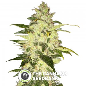 Chocolate Chunk (T.H. Seeds) - The Cannabis Seedbank