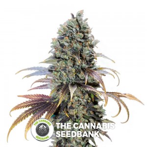 Chocolate Cream (00 Seeds) - The Cannabis Seedbank