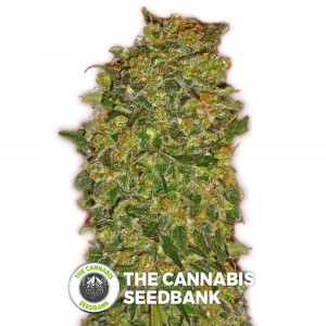Chocolate Kush (00 Seeds) - The Cannabis Seedbank
