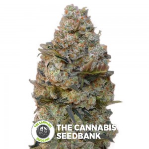 Chocolate Skunk (00 Seeds) - The Cannabis Seedbank