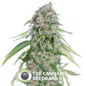 Chocolate Skunk CBD (00 Seeds) - The Cannabis Seedbank
