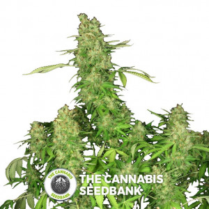 Chronic CBD - Feminised - Serious Seeds