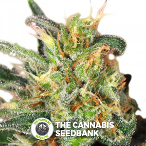 Cluster Bomb - Feminised Cannabis Seeds - Bomb Seeds