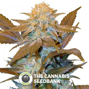 Critical Hog Auto (T.H. Seeds) - The Cannabis Seedbank