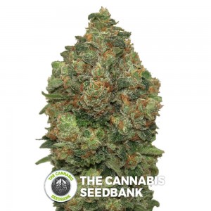 Critical Soma Auto (Advanced Seeds) - The Cannabis Seedbank