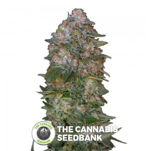 Critical Soma (Advanced Seeds) - The Cannabis Seedbank