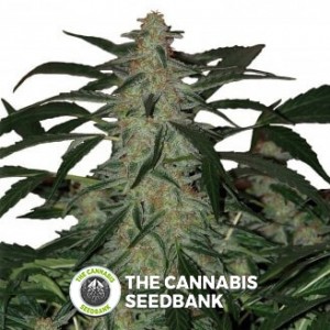 Deimos Auto (Buddha Seeds) - The Cannabis Seedbank