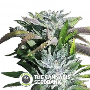 Digital Dream Regular (Digital Genetics) - The Cannabis Seedbank