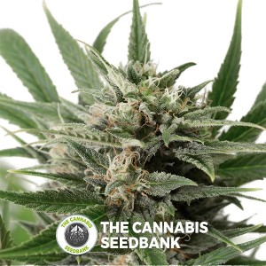 Dinamed CBD Feminised (Dinafem Seeds) - The Cannabis Seedbank