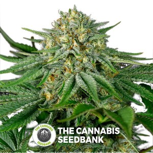 Bubba Kush CBD Feminised Dinafem Seeds