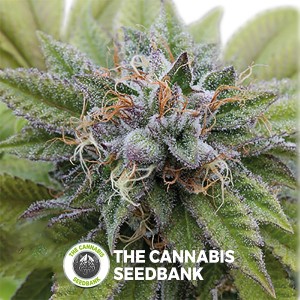 Bubba Kush Feminised Dinafem Seeds