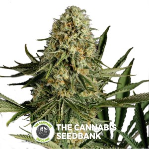 Critical Cheese Feminised Dinafem Seeds