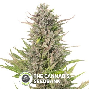 Critical + Auto CBD Feminised Dinafem Seeds