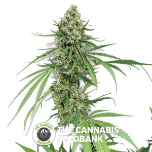 Critical + Feminised Dinafem Seeds