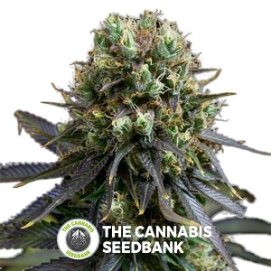 Dinamed CBD Feminised Dinafem Seeds