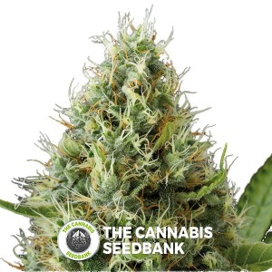 Dinamex Feminised Dinafem Seeds