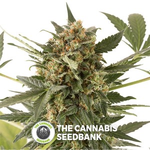 Kush-N-Cheese AUTO Feminised Dinafem Seeds